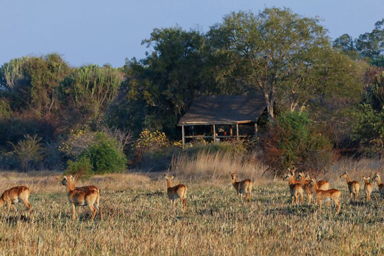 Safari Consultants - Tailor-Made Safari Trips