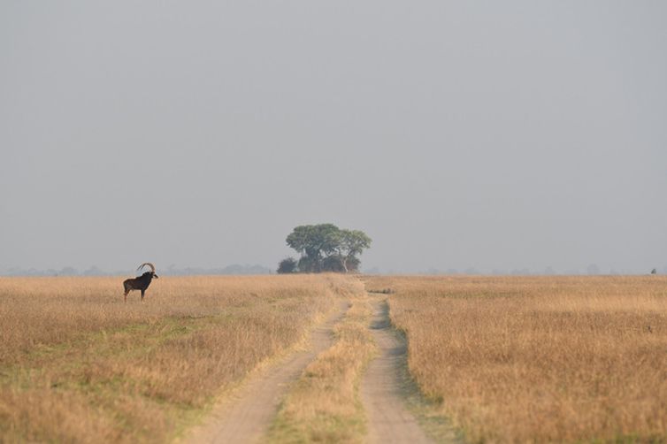 Safari Consultants - Tailor-Made Safari Trips