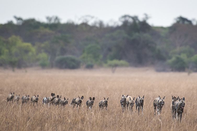 Safari Consultants - Tailor-Made Safari Trips