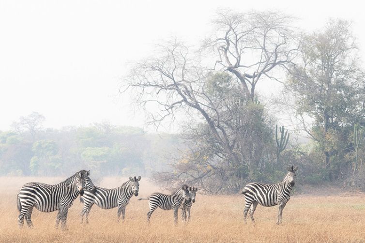 Safari Consultants - Tailor-Made Safari Trips