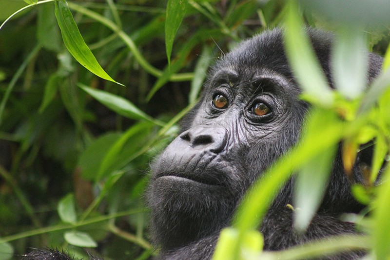 Joe encounters the great apes of Uganda and Rwanda