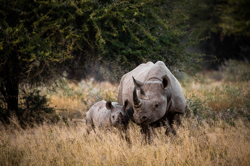 In Search Of Rhino