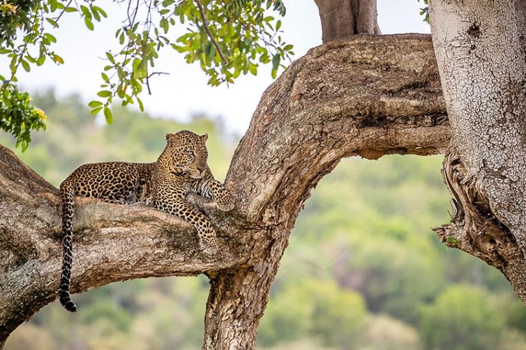 Serian's Serengeti Lamai - Tanzania