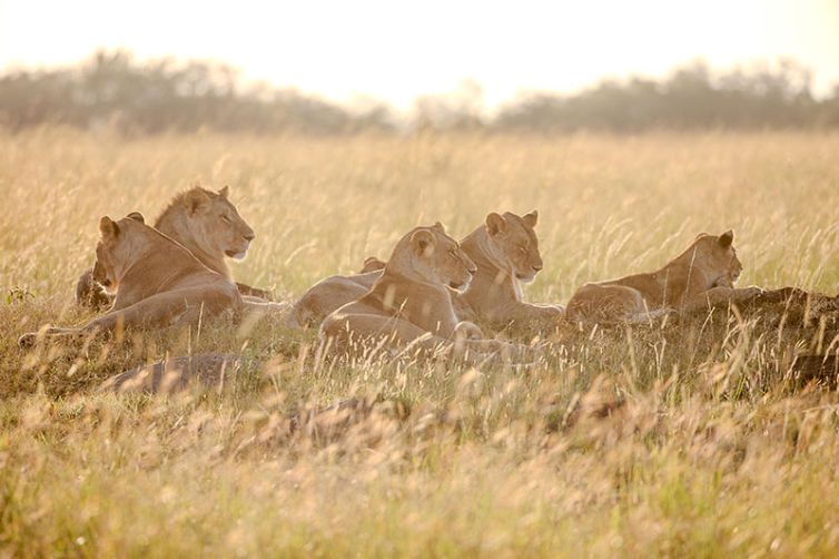 Serian's Serengeti Lamai - Tanzania