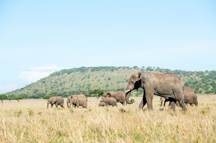 Singita-Grumeti-Reserve-elephant-c-s-rc