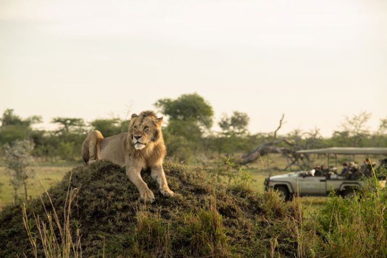 singita-grumeti-reserve-lion-male-on-termite-hill-c-s-rc