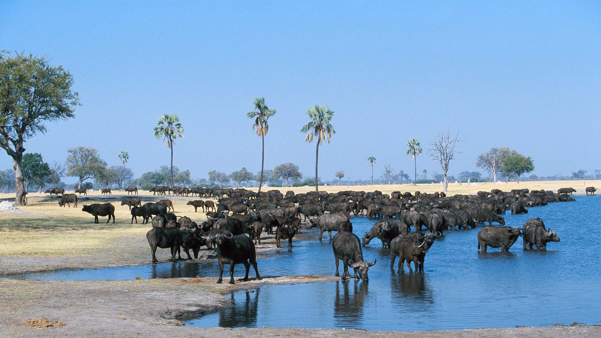 Safari Consultants - Tailor-Made Safari Trips