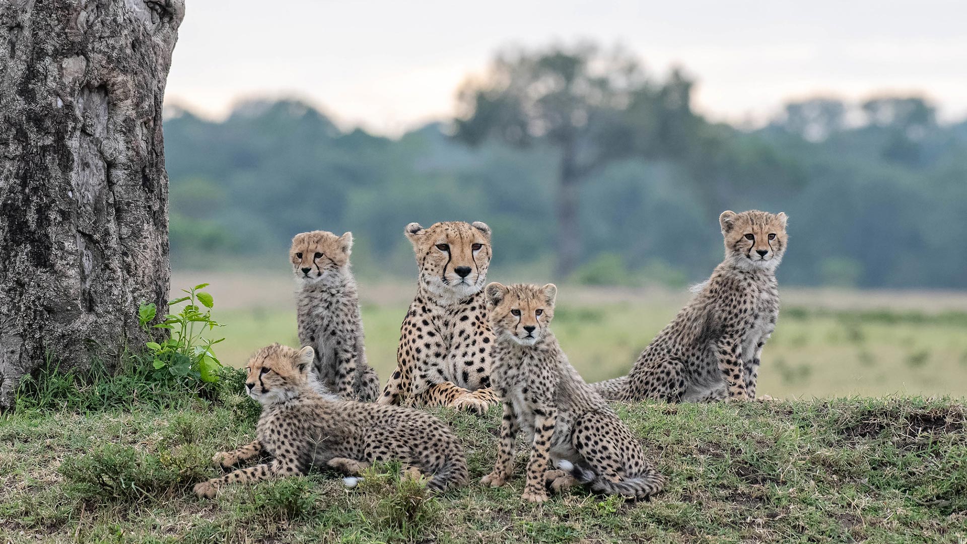 Safari Consultants: Africa Safari Holiday Specialists