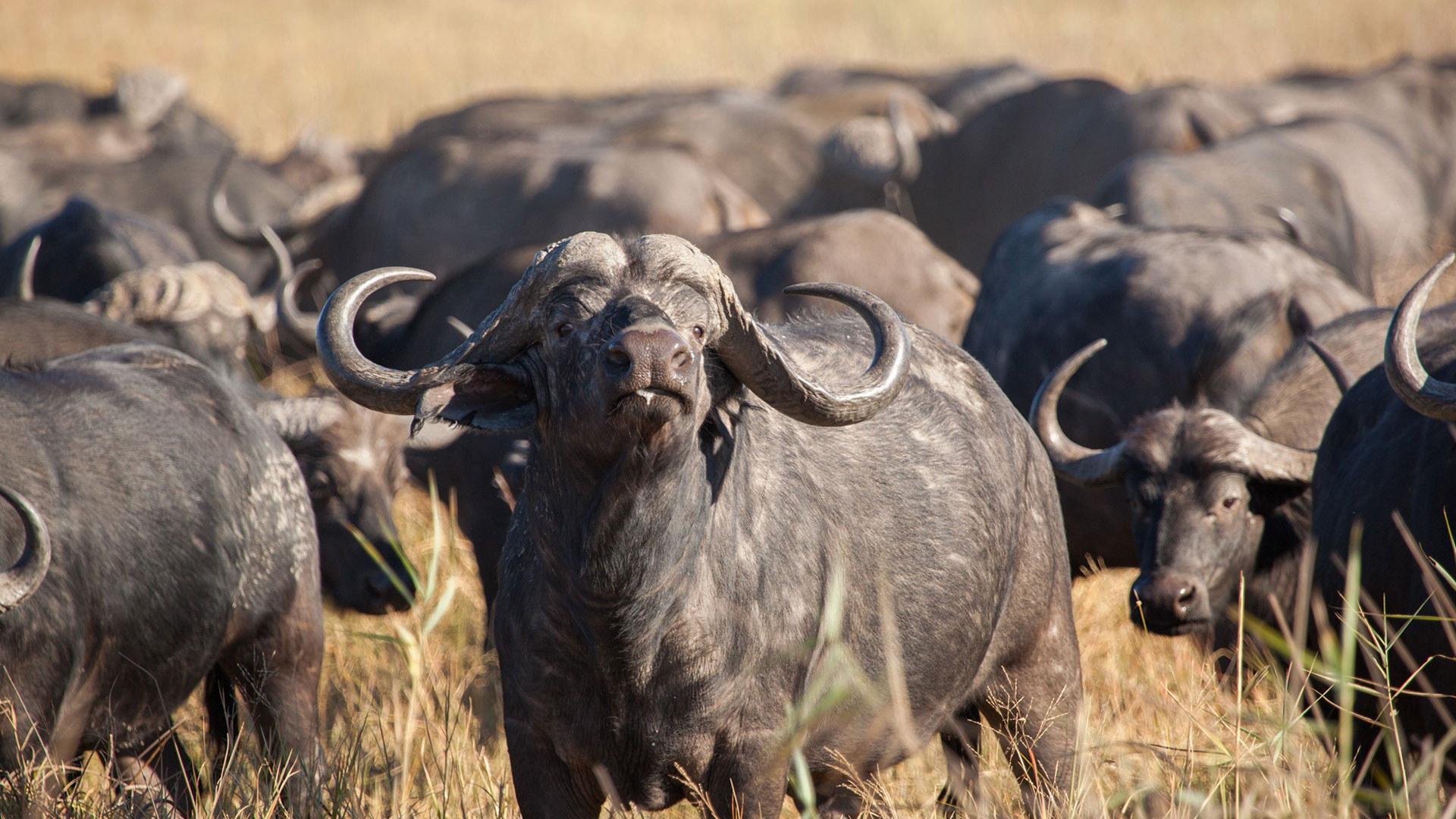VICTORIA FALLS & THE OKAVANGO DELTA