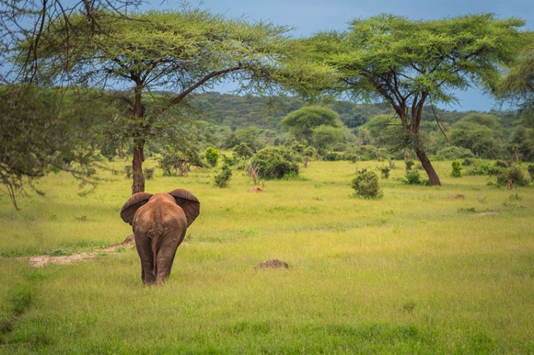 Muchenje Safari Lodge