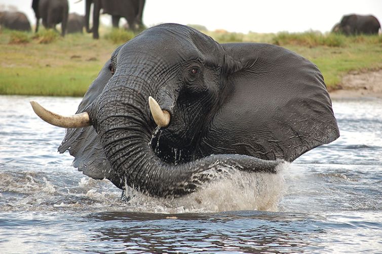 Muchenje Safari Lodge