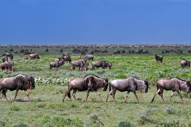 Kelly travels to the Southern Serengeti