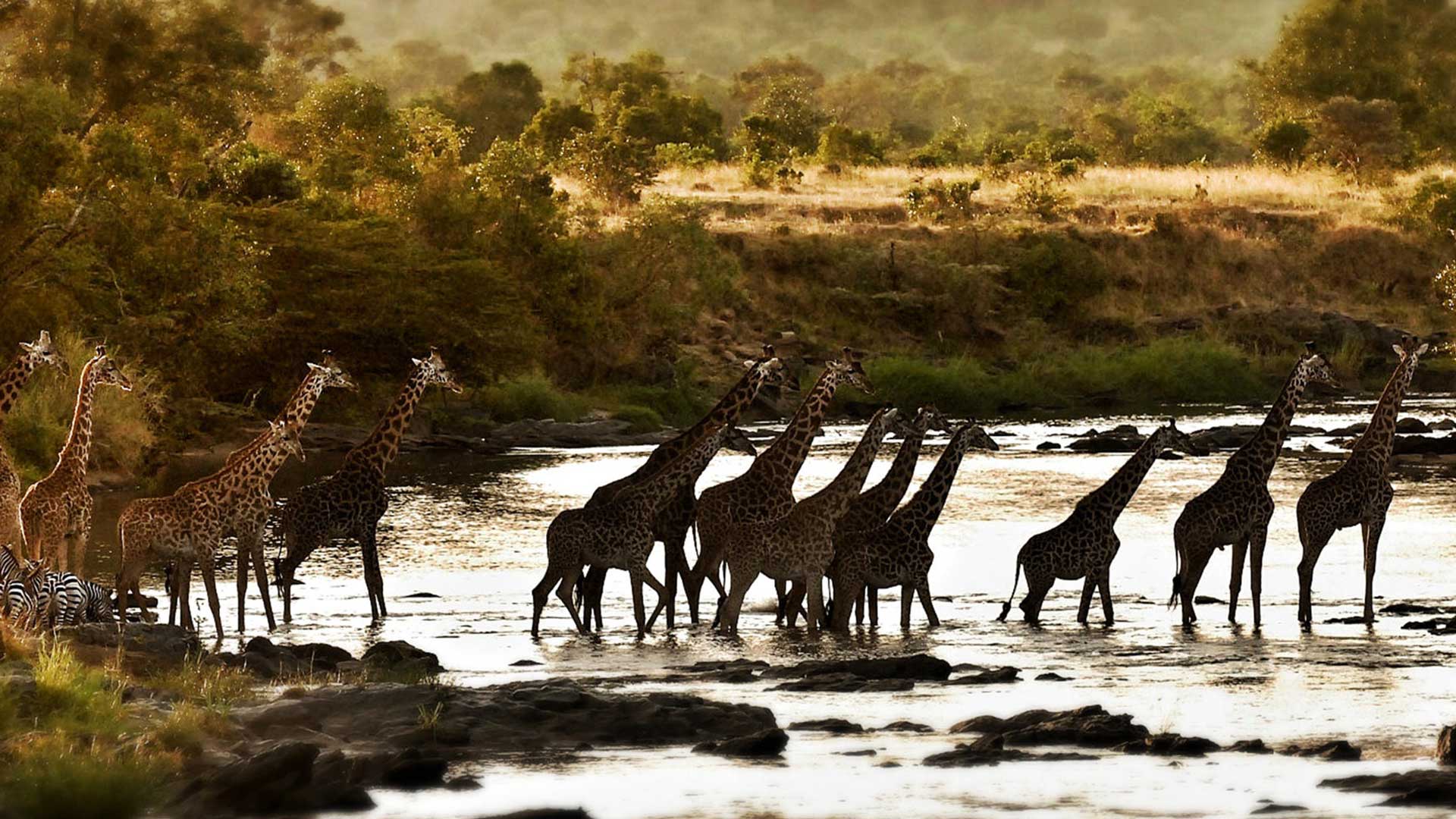 Safari Consultants: Africa Safari Holiday Specialists