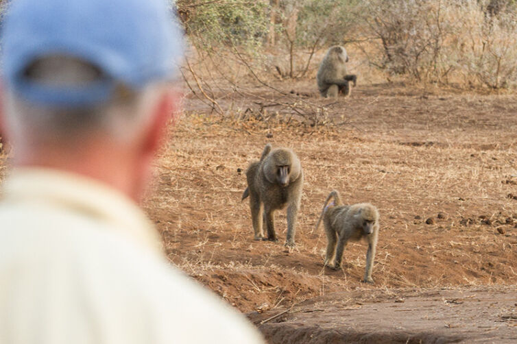 Shompole Wilderness baboon walk