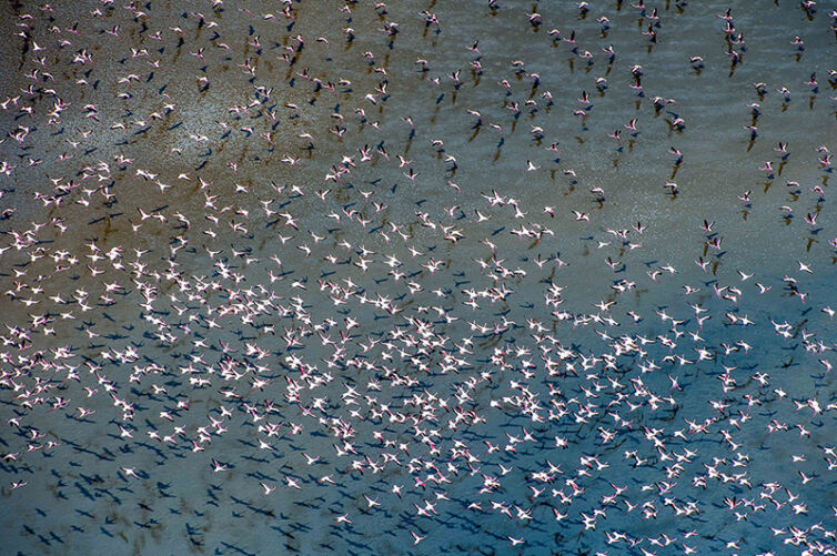 Shompole Wilderness flamingoes