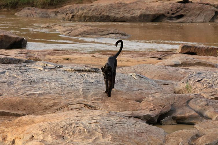 Laikipia Wilderness Camp | Kenya Luxury Camps
