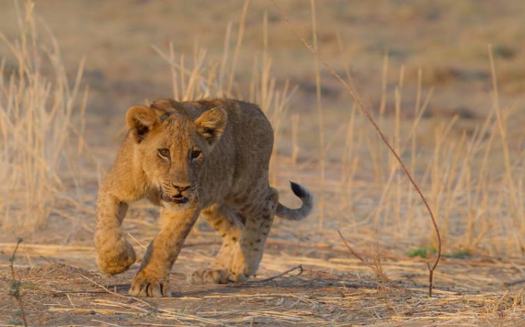 Nkonzi Bush Camp | Luxury Camps in Zambia