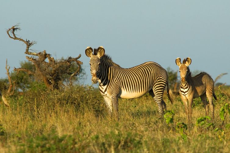 Laikipia Wilderness Camp | Kenya Luxury Camps