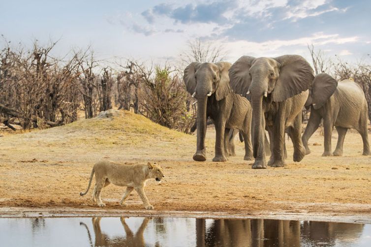 Savute Safari Lodge | Chobe National Park | Botswana