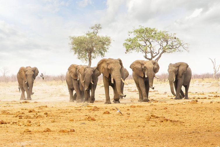 Savute Safari Lodge | Chobe National Park | Botswana