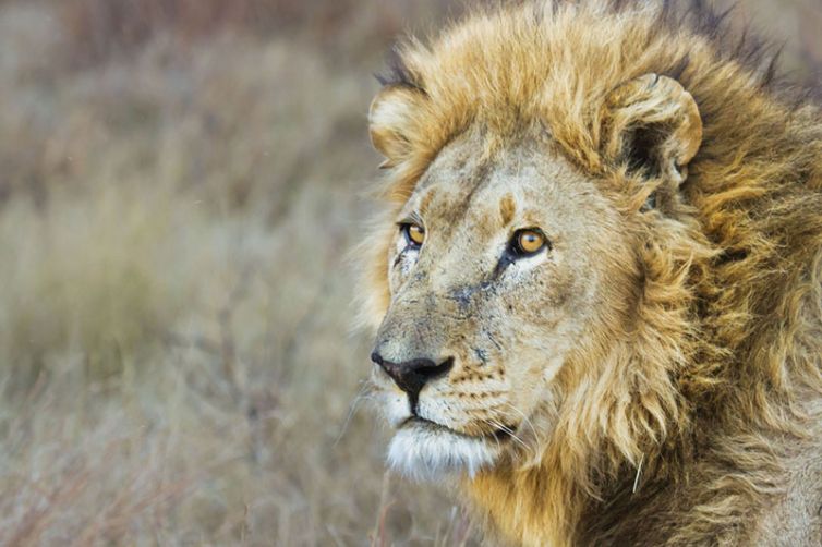 Savute Safari Lodge | Chobe National Park | Botswana