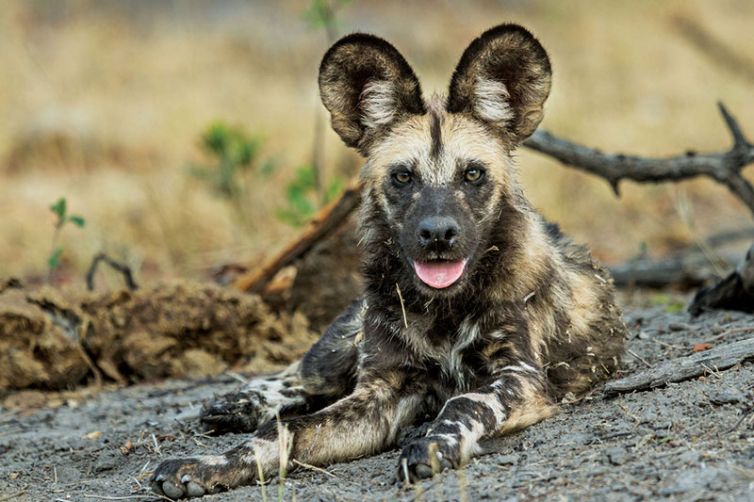 Savute Safari Lodge | Chobe National Park | Botswana