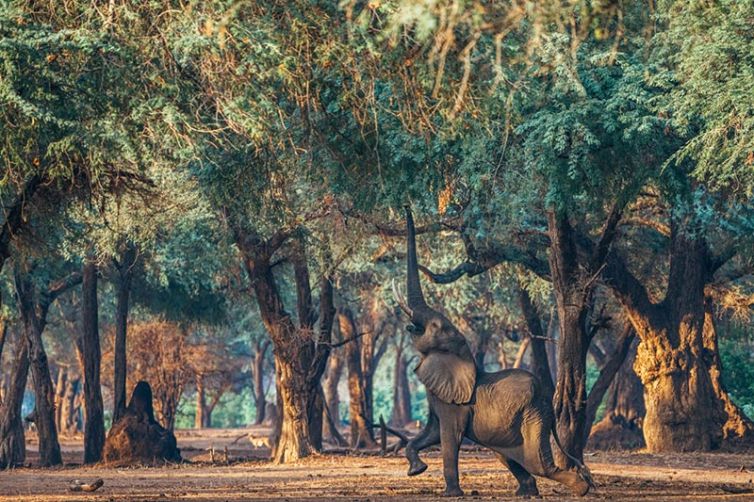 Anabezi Camp | Zambia Accommodation | Safari Consultants