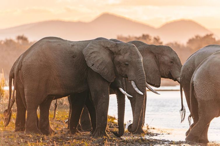 Anabezi Camp | Zambia Accommodation | Safari Consultants
