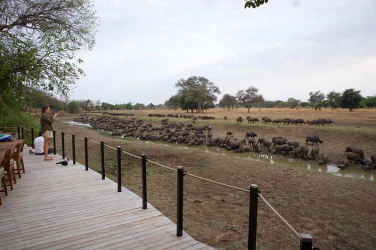Lion Camp, South Luangwa National Park - Safari Consultants