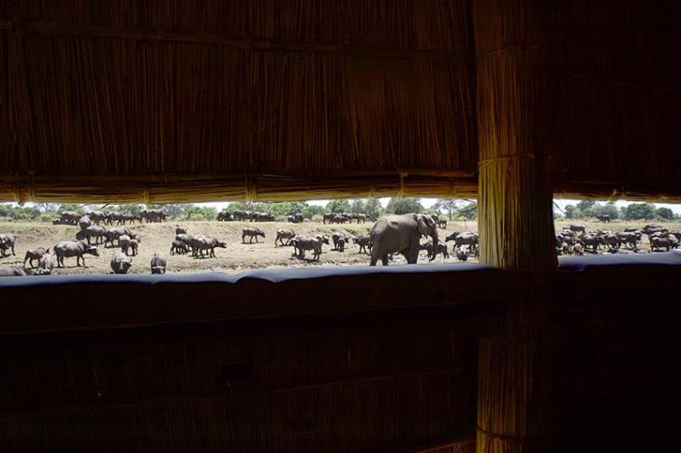 Lion Camp, South Luangwa National Park - Safari Consultants
