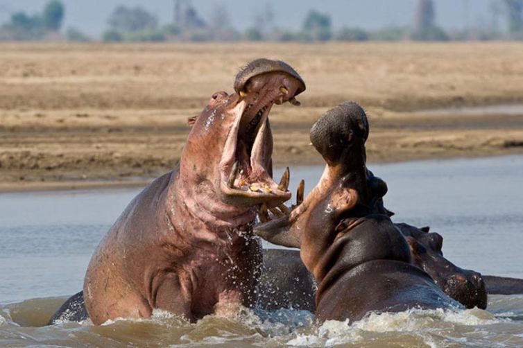 Lion Camp, South Luangwa National Park - Safari Consultants