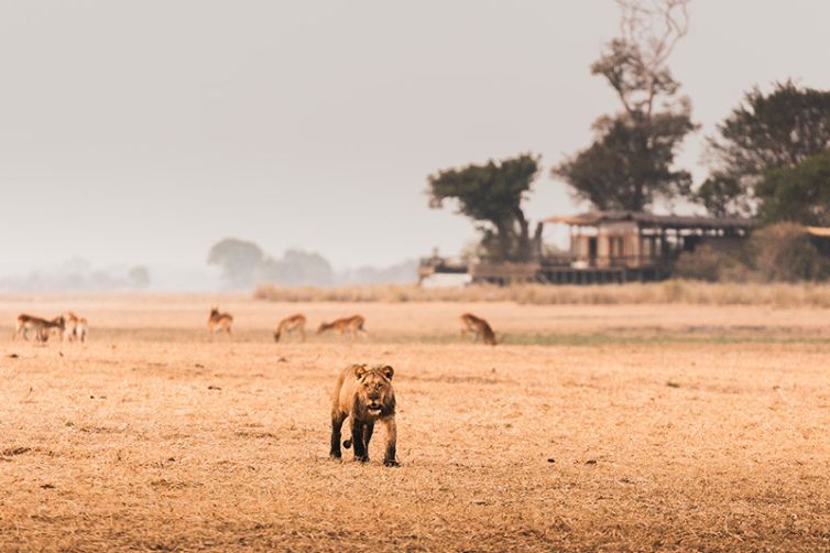 Africa Safari Holiday Specialists, Tailor-Made Safari Trips