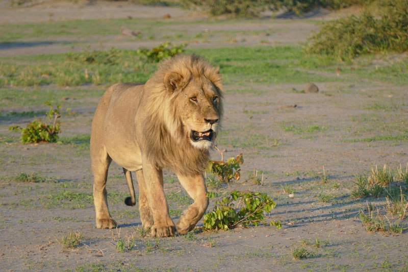 1 Male Lion Okavango Delta