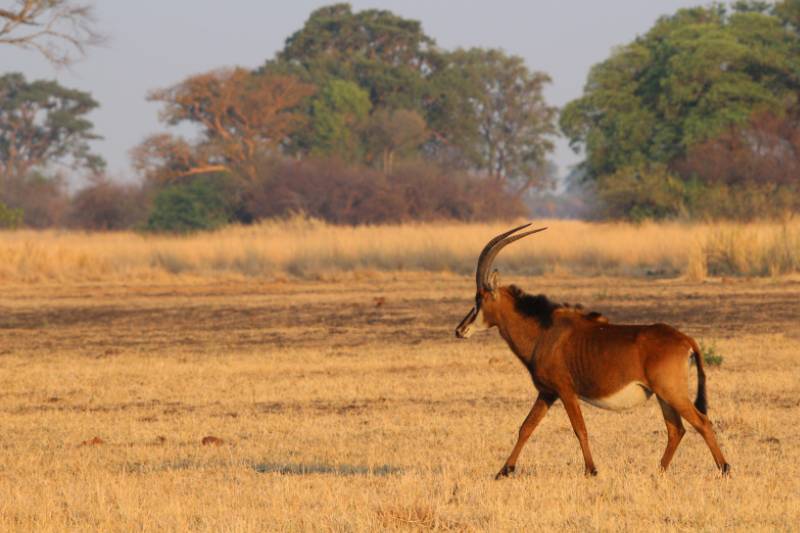 1 Sable Busanga Plains 1