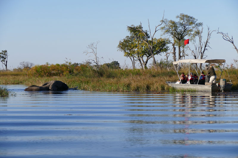 12 Boat safari watching elephant Okavango Delta