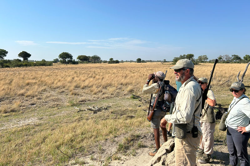 13 kweene trails scanning for cheetah okavango delta