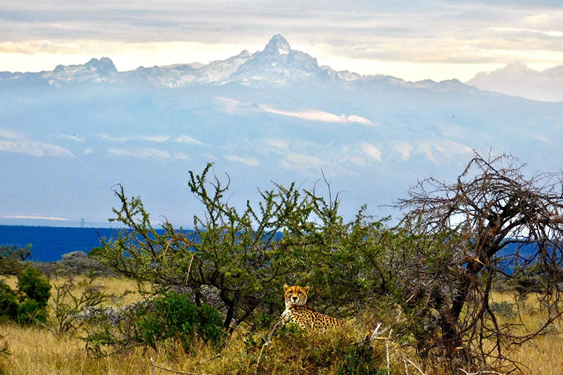 13a andBeyond Suyian Lodge cheetah c AB