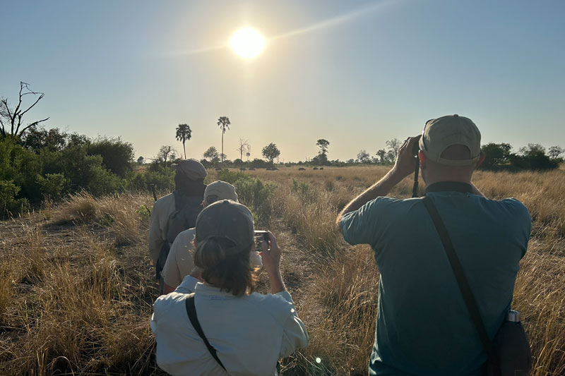 14 kweene trails walking with buffalo okavango delta