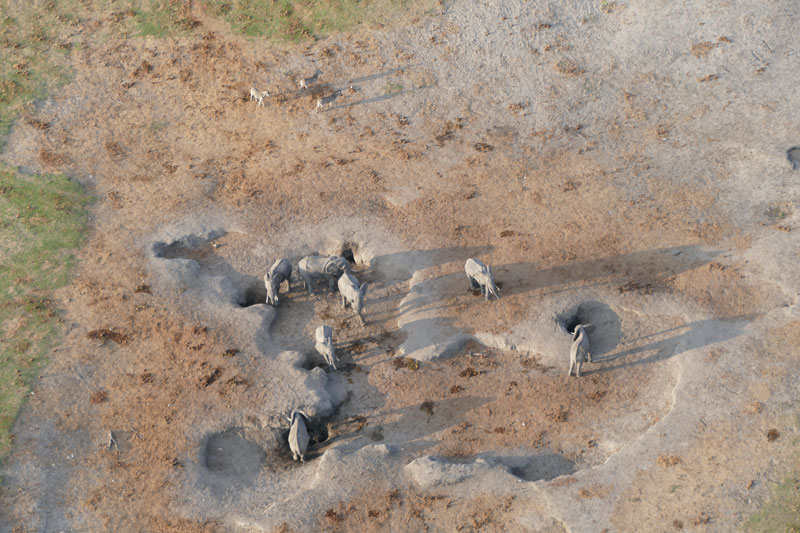 17 Helicopter scenic flight over elephants Okavango Delta