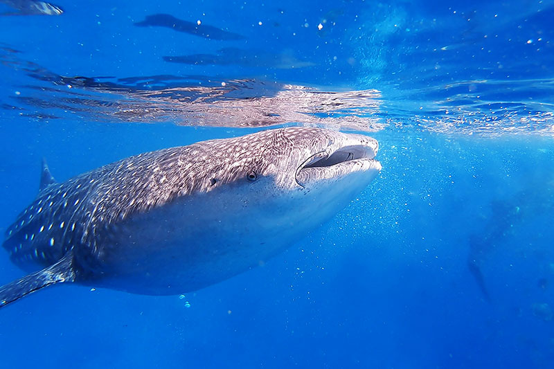 2 ROYALTY FREE WHALE SHARK