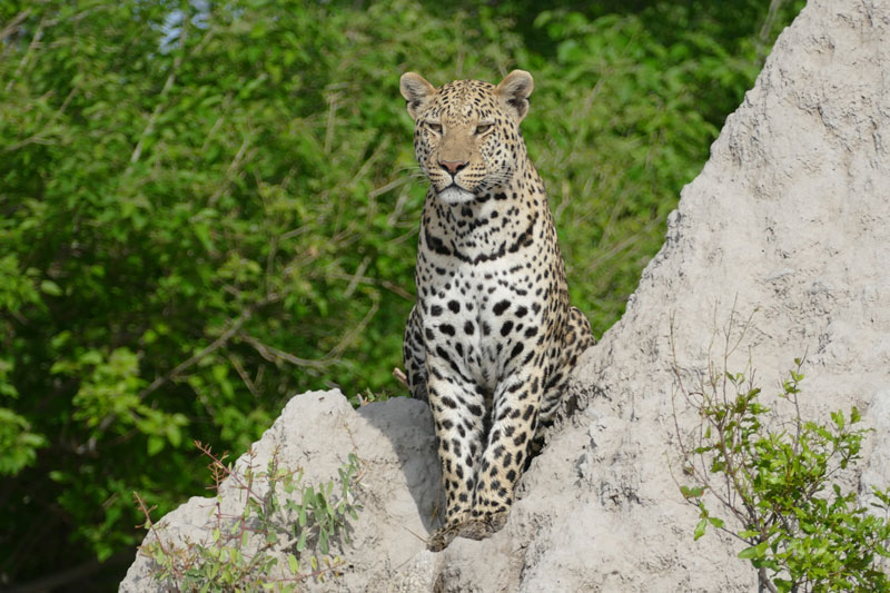 3 Leopard male Okavango Delta