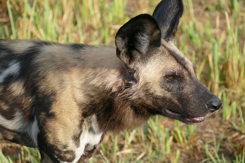 31 Wild Dog Okavango Delta
