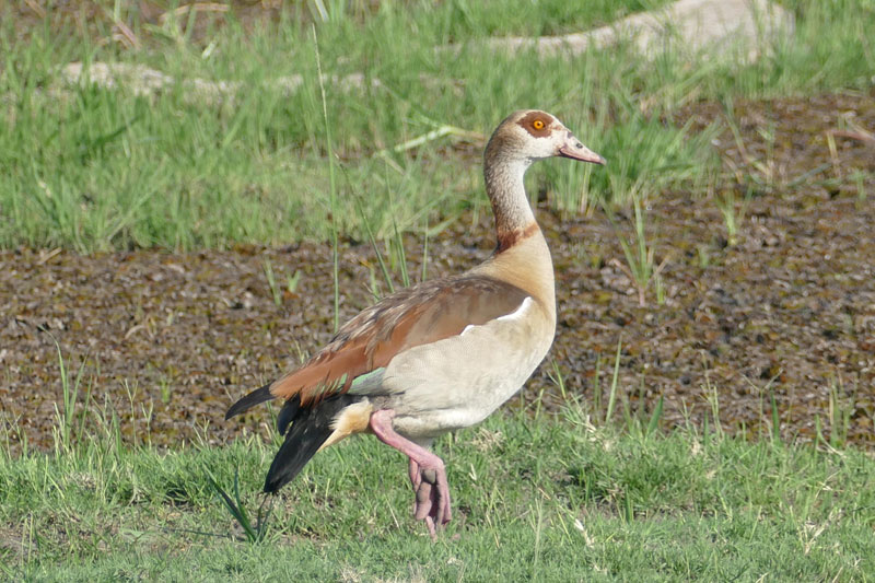34 egyptian goose okavango delta