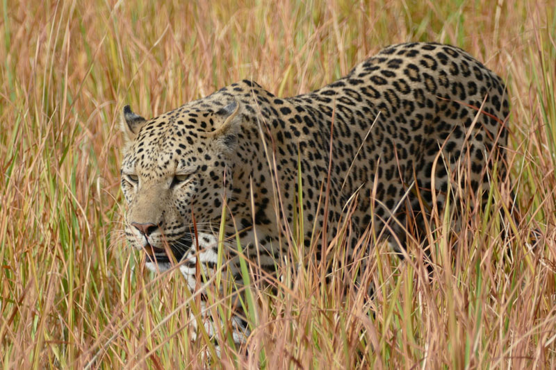 36 leopard okavango delta