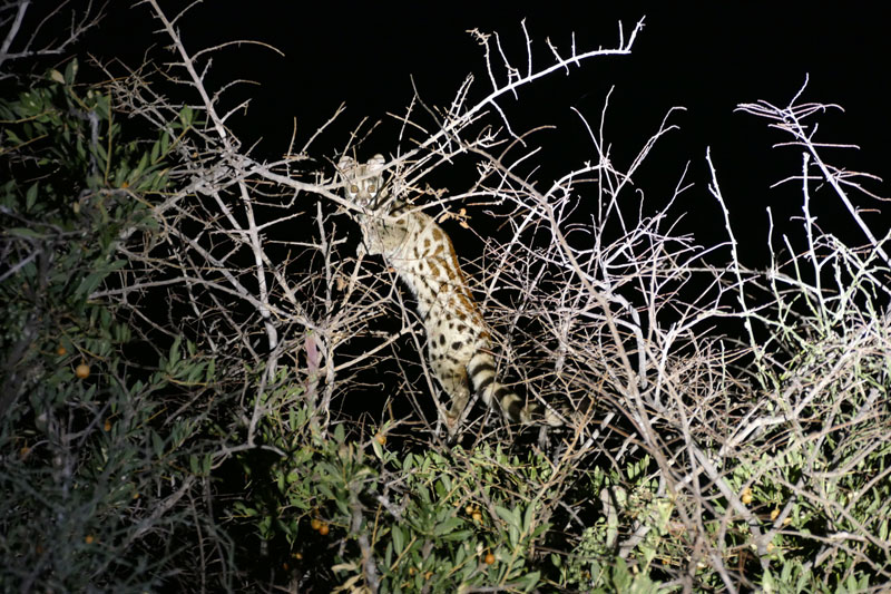 4 Night drive Genet