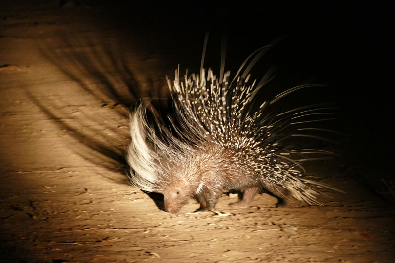 5 Night drive porcupine