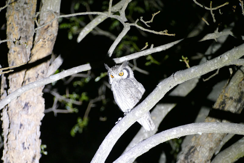 6 Night drive White faced Scops Owl