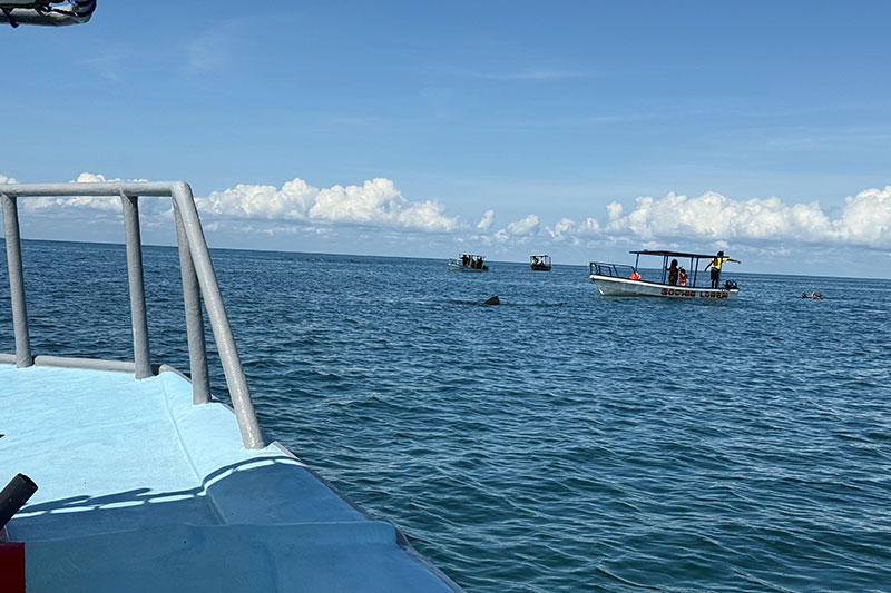 7 Whale sharks have been found