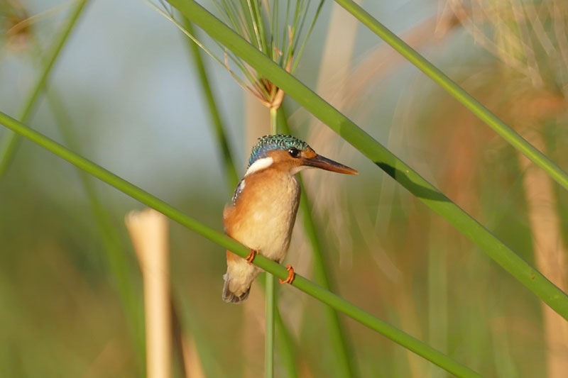 8 Malachite kingfisher Okavango Delta