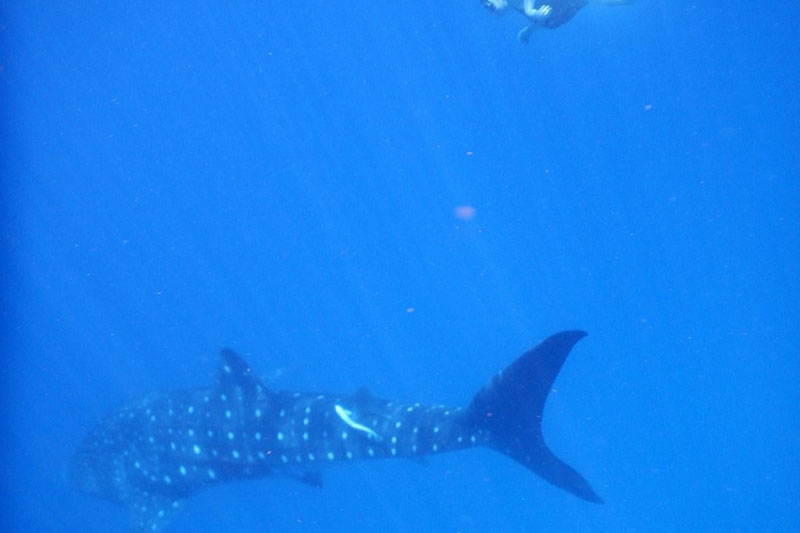 8 Swimming with a whale shark
